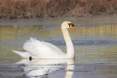 Mute Swan