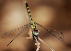 Diplacodes trivialis
