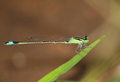Ischnura senegalensis