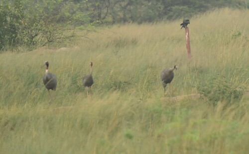Sarus Crane