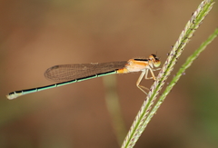 Ischnura senegalensis