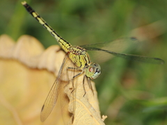 Diplacodes trivialis