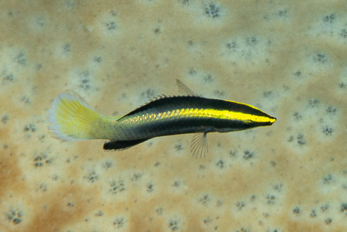 Bicolor cleaner wrasse (Labroides bicolor) — Labridae — 3