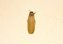 Danielithosia immaculata