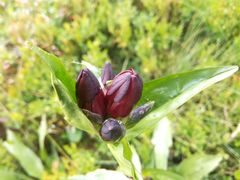 Gentiana purpurea
