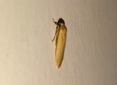 Danielithosia immaculata