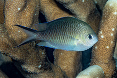 Golden Chromis photo 2
