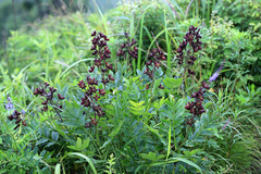 Dictamnus dasycarpus