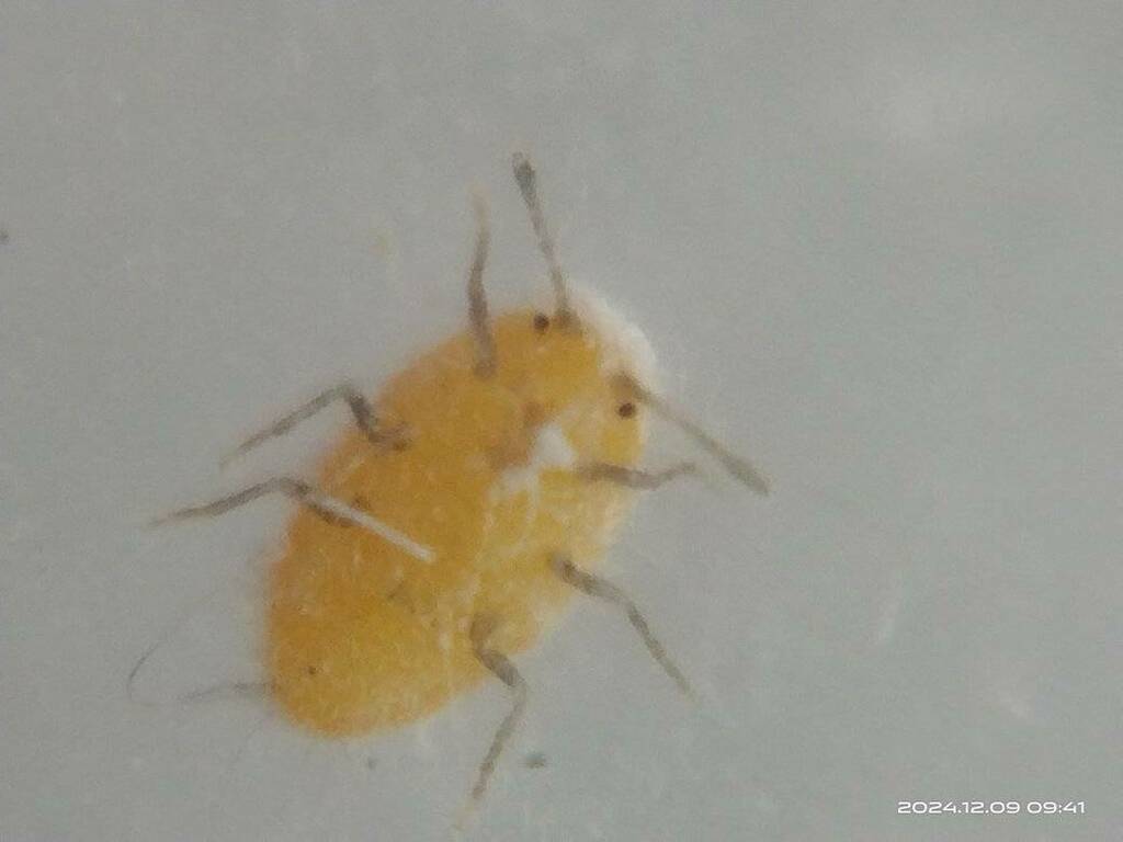 Insects from Kaohsiung, TW-KH, TW on December 8, 2024 at 10:12 AM by ...