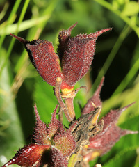 Dictamnus dasycarpus