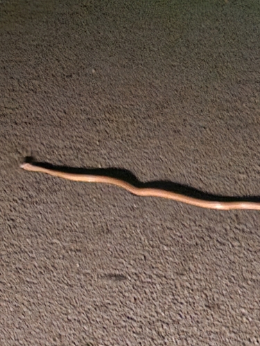 Brown Tree Snake sighting