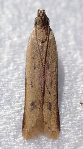 Soybean Webworm Moth photo 2