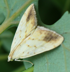 Evergestis extimalis