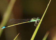 Ischnura senegalensis