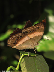 Yoma algina