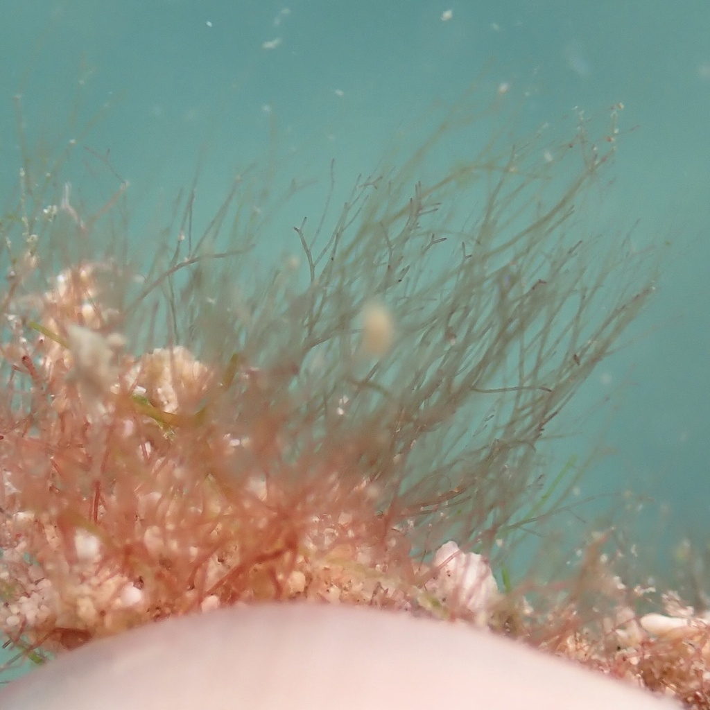 Tiffaniella codicola
