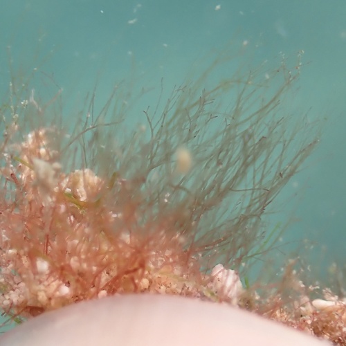 Tiffaniella codicola