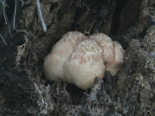 iNaturalist observation photo of lion's-mane mushroom