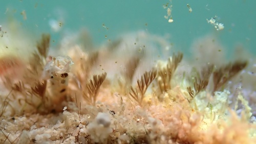 Taenioma perpusillum
