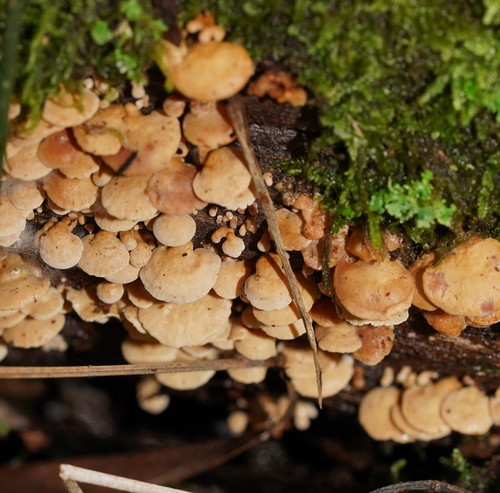 Panellus pusillus nuotrauka