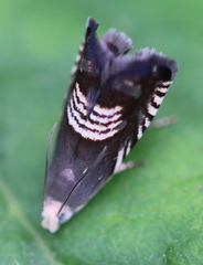 Grapholita compositella