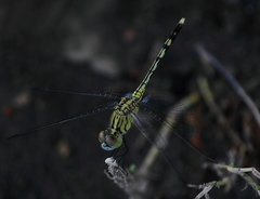 Diplacodes trivialis