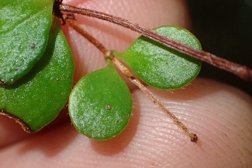 Image of Metrosideros albiflora by (c) Oscar Dove, some rights reserved (CC BY)