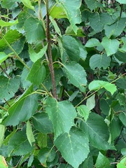 Betula neoalaskana