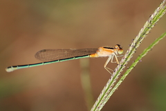Ischnura senegalensis