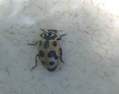 Hippodamia sinuata spuria