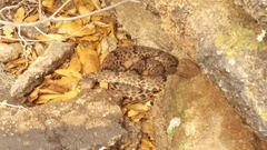 Crotalus lepidus