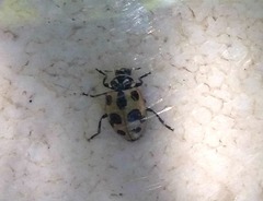 Hippodamia sinuata spuria