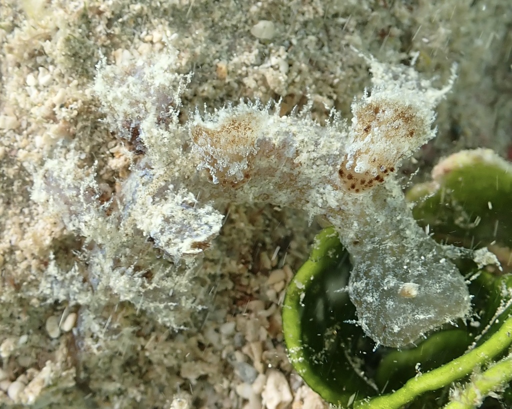 Melibe pilosa