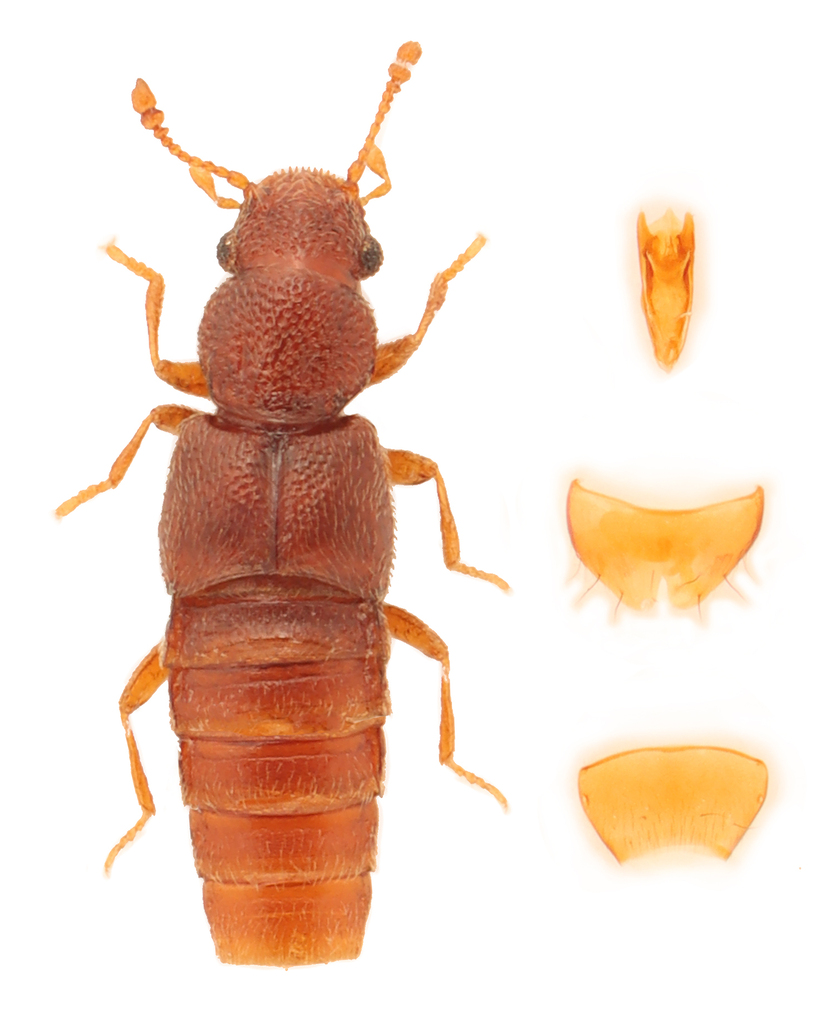 Euaesthetus iripennis