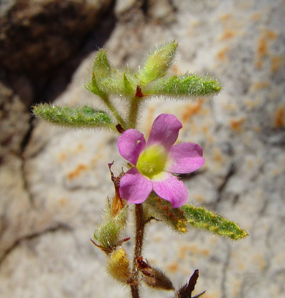 Dicarpidium