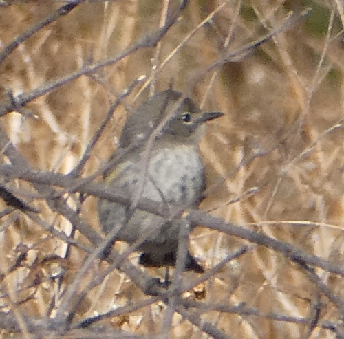 iNaturalist observation photo of Yellow-rumped Warbler