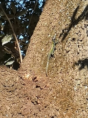 Podarcis muralis nigriventris