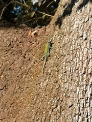 Podarcis muralis nigriventris