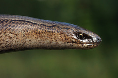 Slow Worm photo 4
