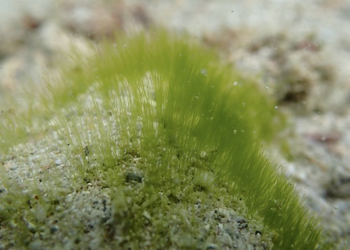 Derbesia tenuissima