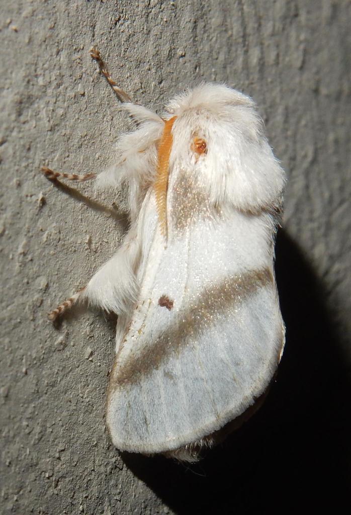 Barred Eggarlet