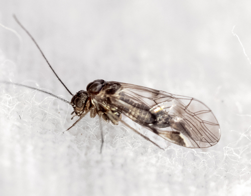 Amphigerontia nuotrauka