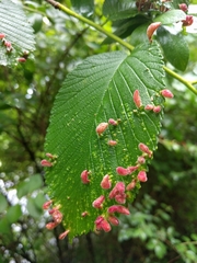 Tetraneura