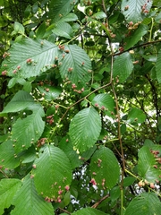 Tetraneura