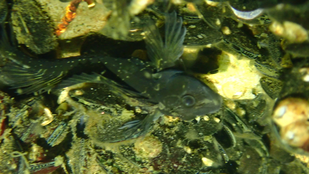 Paiva's Blenny