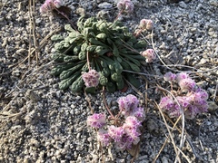 Calyptridium monospermum
