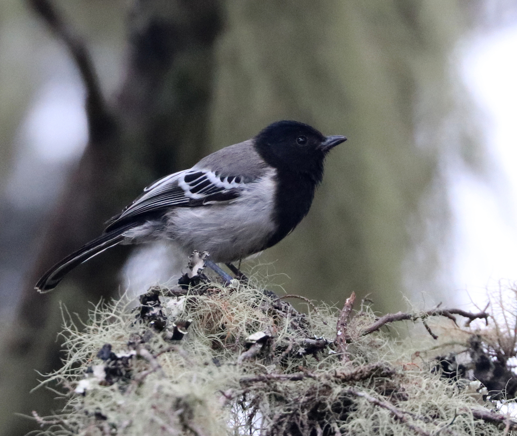Stripe-breasted Tit
