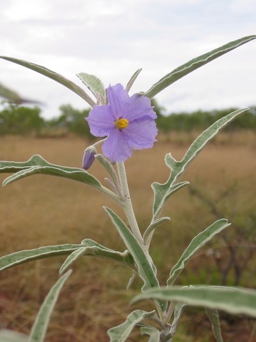 Solanum tudununggae