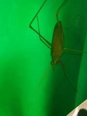 Acrometopa servillea