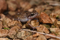 Barahona Rock Frog photo 3